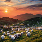 Puzzle - Heye - Ovce a sopky