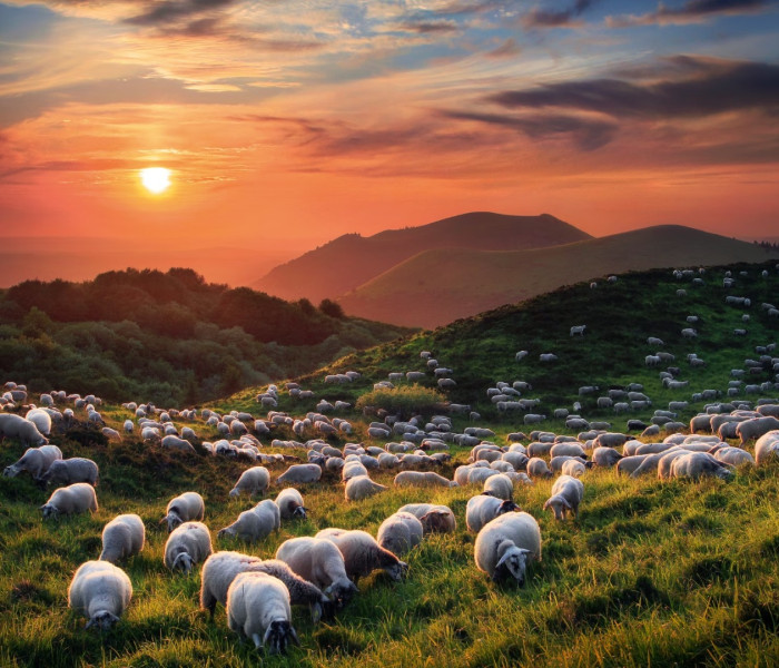 Puzzle - Heye - Ovce a sopky