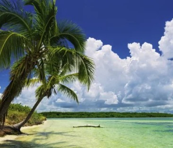 Puzzle - Heye - Palmový ráj - Panoramatické puzzle