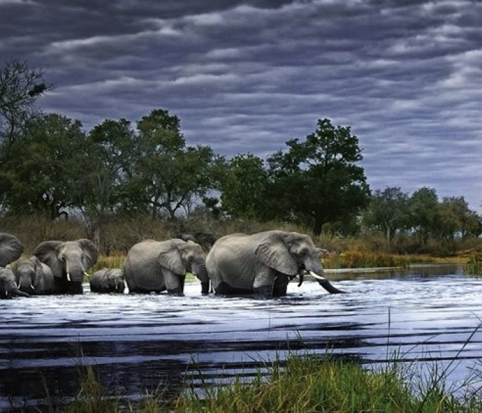 Puzzle - Heye - Sloní stádo - Panoramatické puzzle