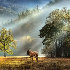 Puzzle - Heye - Ranní pozdrav - Panoramatické puzzle