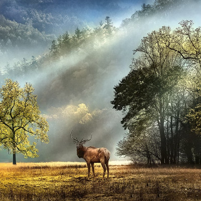 Ranní pozdrav - Panoramatické puzzle