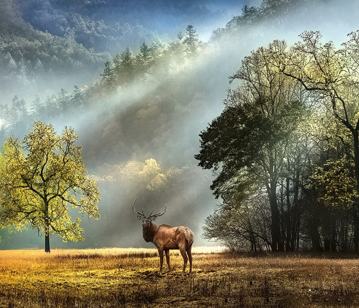 Puzzle - Heye - Ranní pozdrav - Panoramatické puzzle