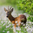 Puzzle - Heye - Srnec