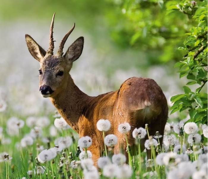 Puzzle - Heye - Srnec