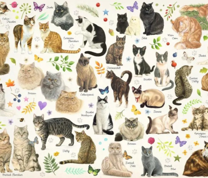 Puzzle - Jumbo - Kočky