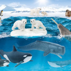 Puzzle - Schmidt - V Antarktidě + figurka