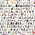 Puzzle - Trefl - 208 koček