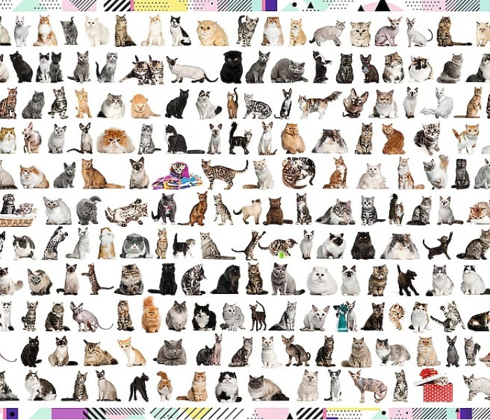 Puzzle - Trefl - 208 koček