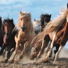 Puzzle - Trefl - Cválající koně