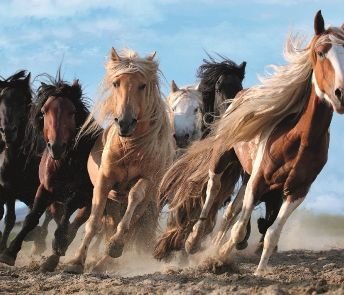 Puzzle - Trefl - Cválající koně