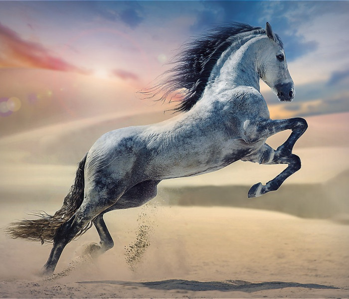 Puzzle - Trefl - Majestátní kůň