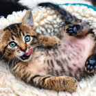 Puzzle - Trefl - Veselé kotě