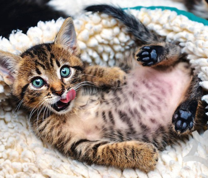 Puzzle - Trefl - Veselé kotě