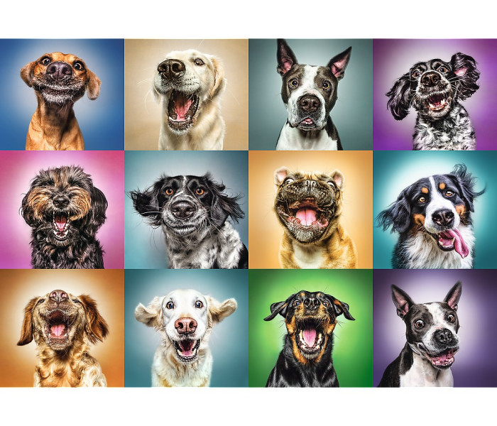 Puzzle - Trefl - Zábavné portréty psů