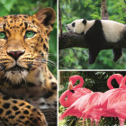 Puzzle - Trefl - Zvířata - koláž