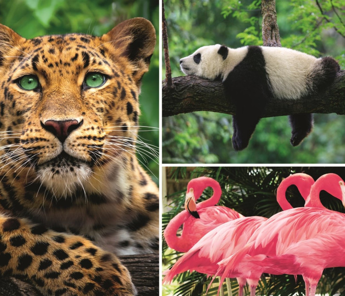 Puzzle - Trefl - Zvířata - koláž