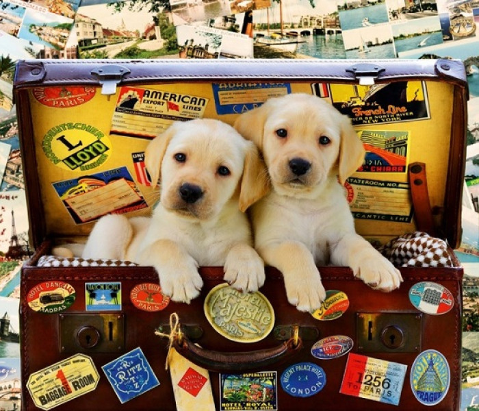 Puzzle - Bluebird - Štěňata na cestách