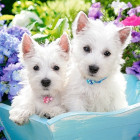 Puzzle - Castorland - Bílá štěňátka