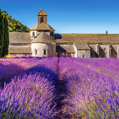 Levandule v Provence