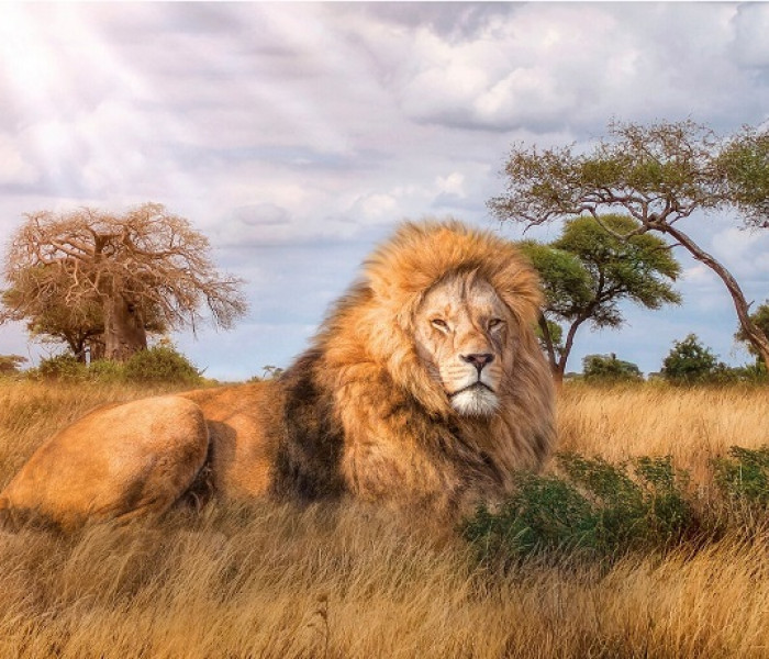 Puzzle - Clementoni - Král savany