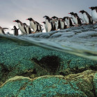 Puzzle - Clementoni - Tučňáci