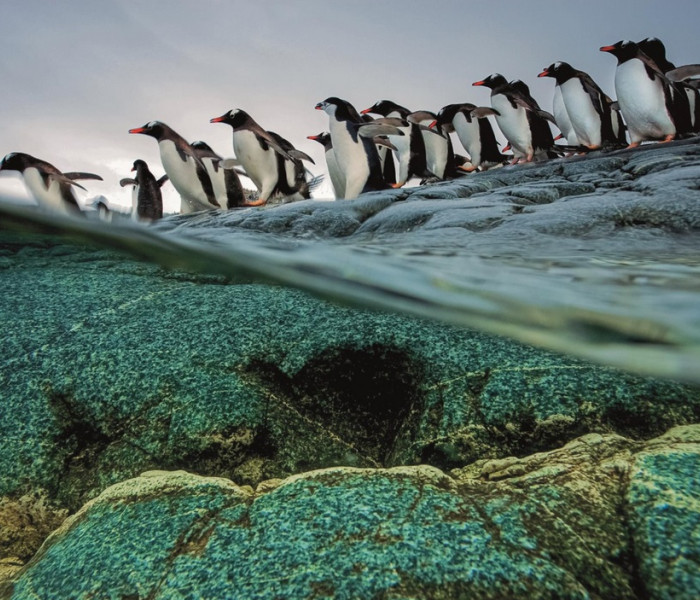 Puzzle - Clementoni - Tučňáci