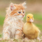 Puzzle - Educa - Rozkošní přátelé