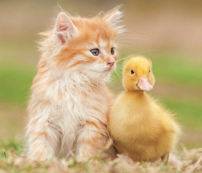 Puzzle - Educa - Rozkošní přátelé