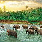 Puzzle - Eurographics - Sloni v řece
