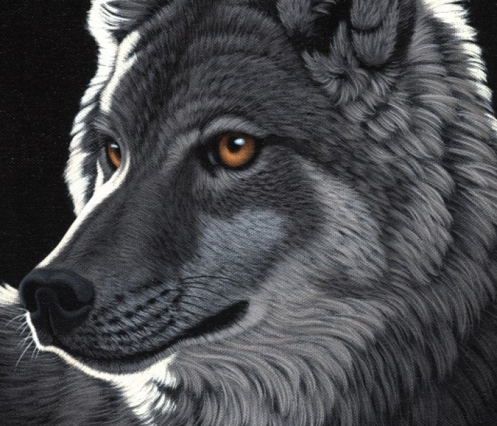 Puzzle - Grafika - Noční vlk