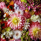 Puzzle - Heye - Nadýchané jiřiny