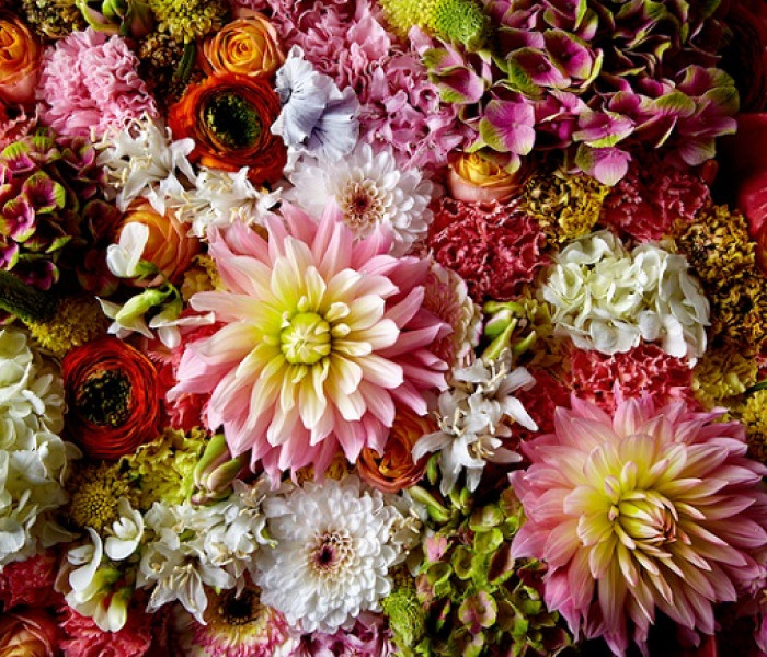 Puzzle - Heye - Nadýchané jiřiny