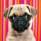 Puzzle - Heye - Puzzle Pes - MINI PUZZLE