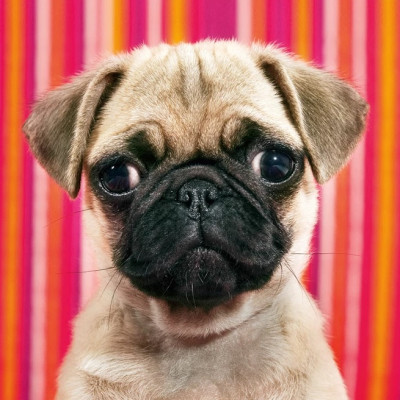 Puzzle Pes - MINI PUZZLE