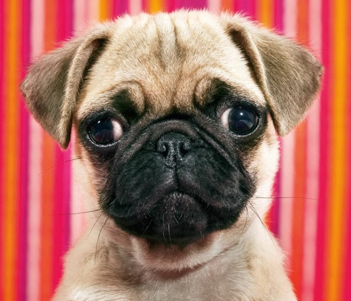 Puzzle - Heye - Puzzle Pes - MINI PUZZLE