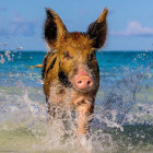 Puzzle - Heye - Prasátko na pláži