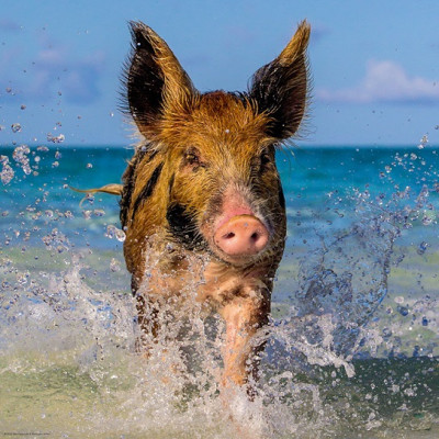 Prasátko na pláži