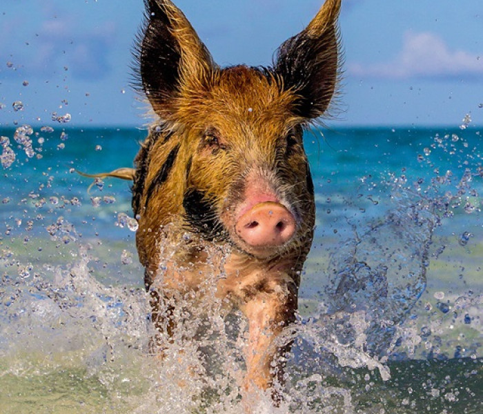 Puzzle - Heye - Prasátko na pláži