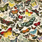 Puzzle - Jumbo - Motýli