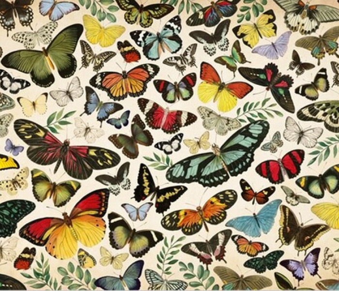 Puzzle - Jumbo - Motýli