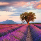 Puzzle - Ravensburger - Levandulové pole