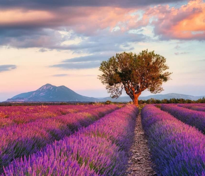 Puzzle - Ravensburger - Levandulové pole