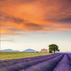 Puzzle - Schmidt - Levandulové pole