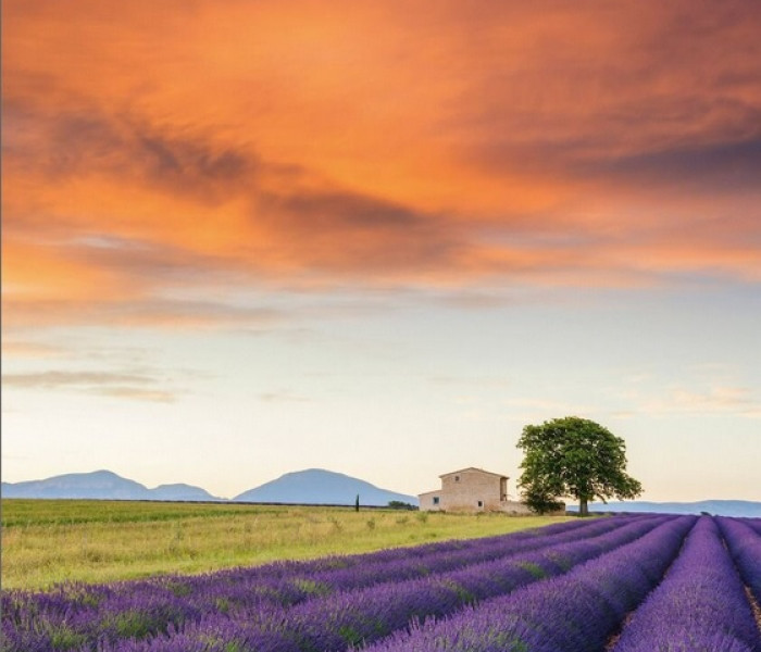 Puzzle - Schmidt - Levandulové pole