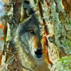 Puzzle - Sunsout - Vlk