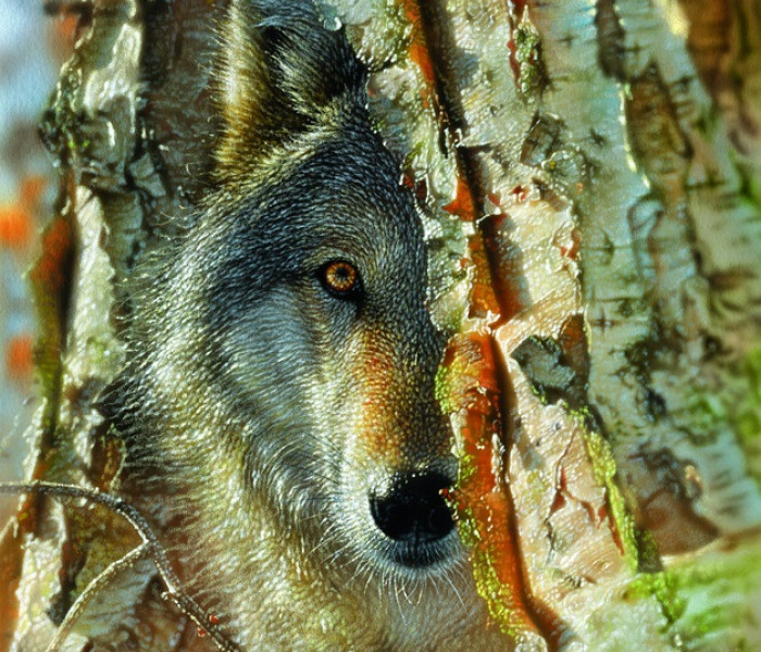 Puzzle - Sunsout - Vlk