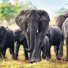 Puzzle - Trefl - Afričtí sloni