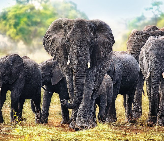 Puzzle - Trefl - Afričtí sloni