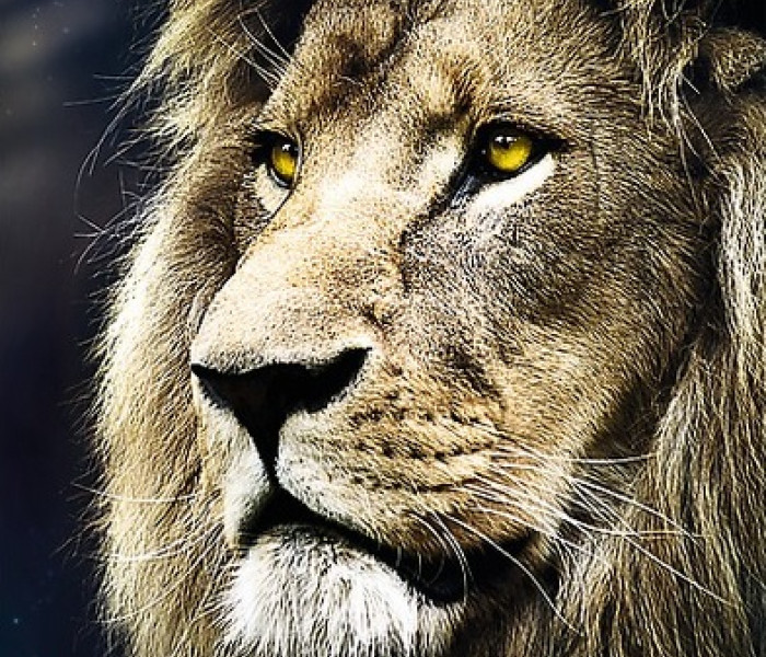 Puzzle - Trefl - Portrét lva